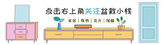 水培君子蘭價格（能水培就別土培）