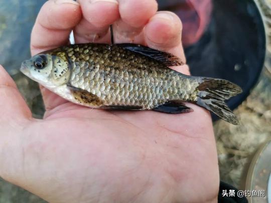 3.6米鱼竿价格（鱼竿不是越长越好）