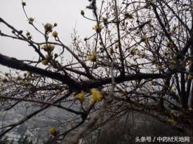 预测2017年山萸肉价格（全国寒潮来袭）