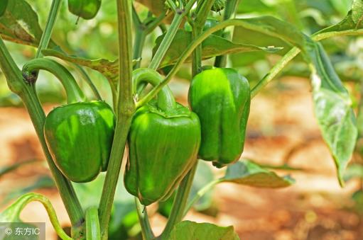 东庄头最新蔬菜价格（8月27日辣椒多少钱一斤）