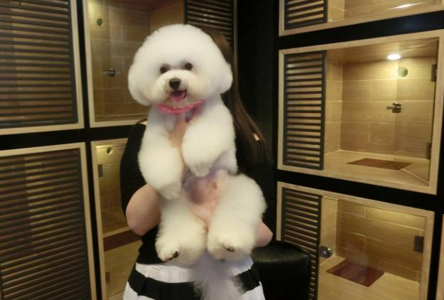 小鹿犬价格多少钱一只（宠物店不会推荐的几种狗）