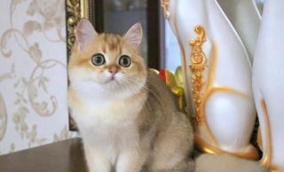 宠物猫咪价格表（7种常见）