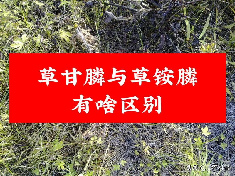 草胺磷实时价格（草铵膦价格是草甘膦的5倍）