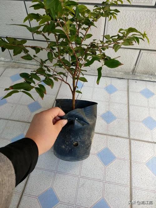 嘉宝果树苗多少钱一颗（嘉宝果扦插生根最快的方法）
