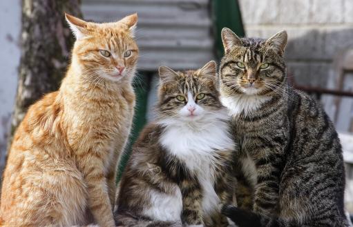 孟加拉豹猫多少钱一只（猫界智商排行榜之最）