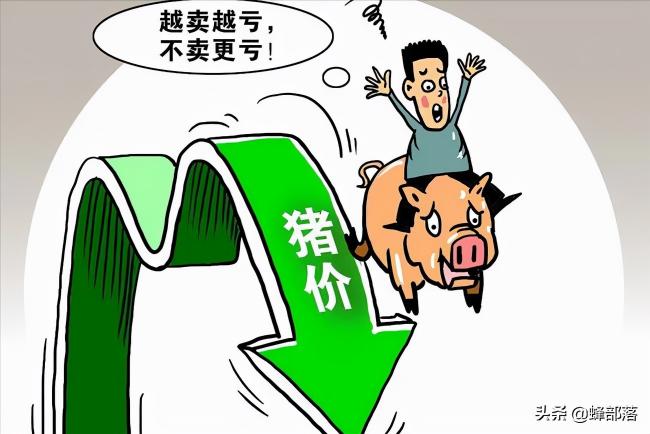 6现在生猪价格（生猪价格又迎）