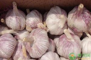 平邑最近鲜蒜价格（现在大蒜多少钱一斤）