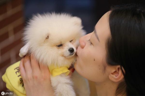 博美狗多少钱（博美犬价格多少钱一只）