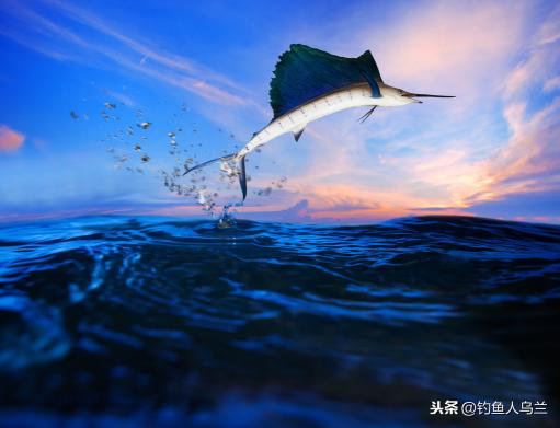 活旗鱼的价格（想挑战世界上游速最快的鱼吗）