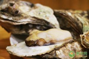八個(gè)牡蠣多少錢一盒（生蠔最新價(jià)格行情怎樣）