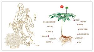 凍干三七多少錢1斤（你知道三七凍干和烘干的區(qū)別嘛）