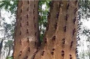 放在烟里的沉香木价格（沉香手串烟插人工料和野生料怎么区分）