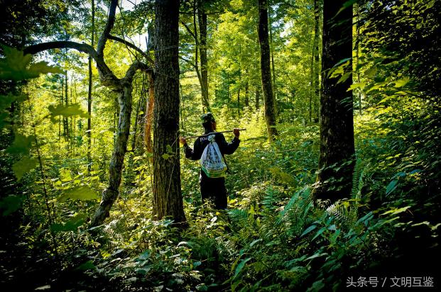 人参一克多少钱（农村大爷进长白山30天）