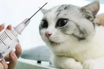 猫咪打一次疫苗多少钱（十问铲屎官）