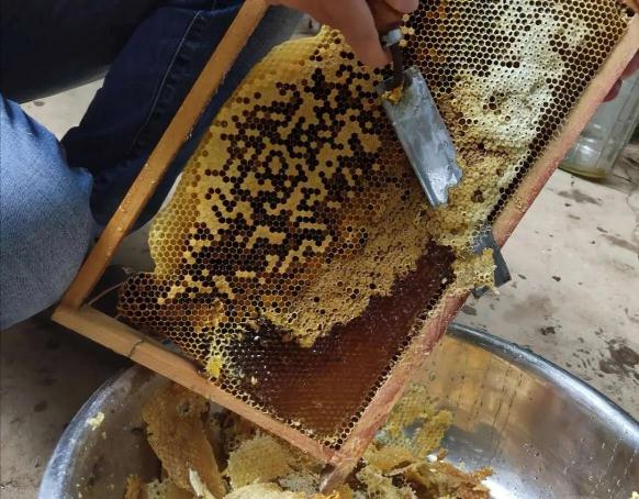 自动取蜜蜂箱的价格（蜜蜂养殖）