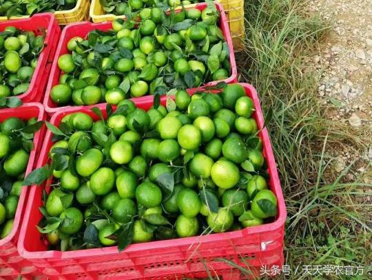 火龙果一斤多少钱（特早柑价格微涨）
