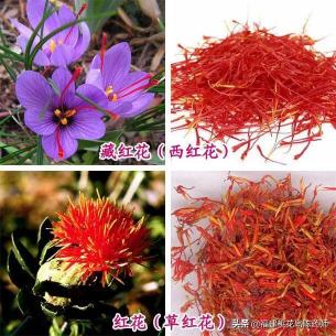 1克藏红花多少钱（名贵中药材藏红花大揭密）
