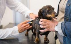 小型雪纳瑞犬多少钱一只（盘点最易生病和不易生病的中小型犬）