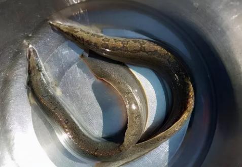刀鰍魚多少錢一斤（刀鰍）