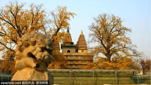 银杏叶24片多少钱一盒（17处京城绝美银杏观赏点）