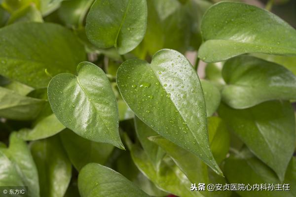 植遇竹炭乌发精华价格（辟谣）