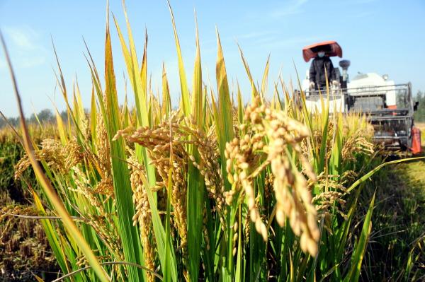 谷孑最新價格(12月30日國內各地稻谷價格發布)