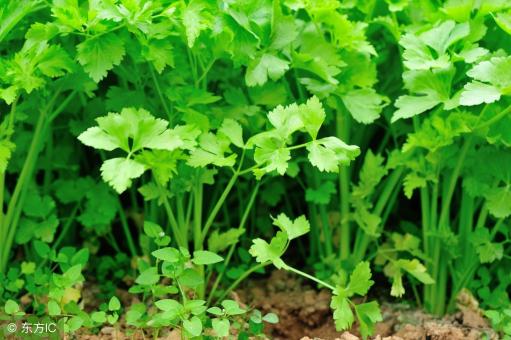 香菜价格图片（8月28日香菜价格多少钱一斤）