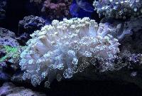 水母宫收门票价格（畅游珊瑚海）