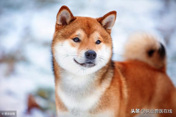 2017年肉狗价格（都说狗肉香）