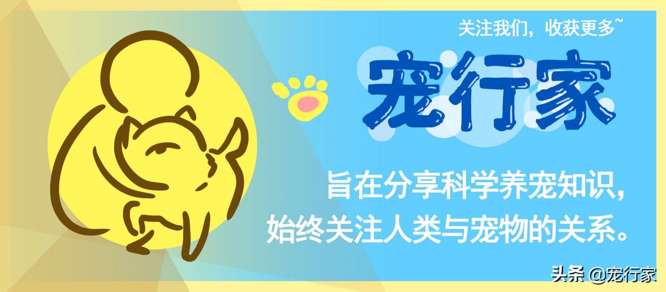 兽药维他昔布的价格（新西兰人爱吃的绿唇贻贝对狗也有好处）