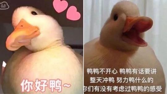 西安ktv鸭子价格（西安终于有鸭鸭了）