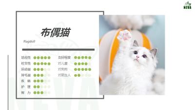 蓝双布偶猫多少钱一只（布偶猫丨蓝双色）