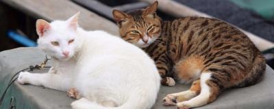猫咪托运需要多少钱（猫咪火车托运需要办理什么）