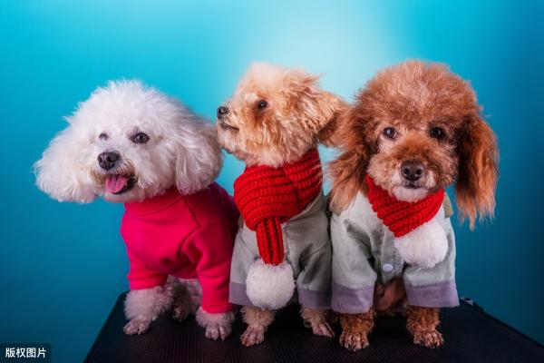 小型雪納瑞犬多少錢一只（一千塊就能買得到的）
