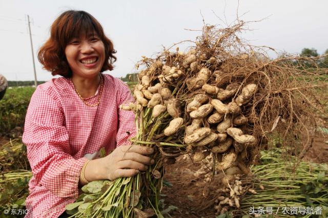 花生重茬剂价格（花生三遍药套餐）