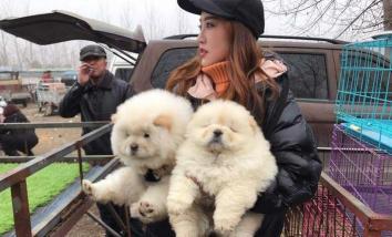 松狮犬图片多少钱一只（不养一只松狮）
