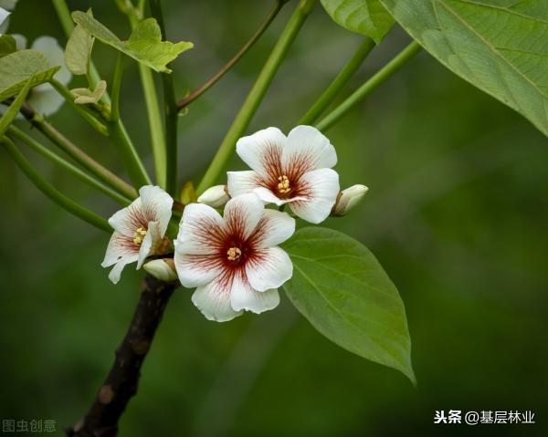 生桐油价格查询（桐油灯成了遥远的回忆）