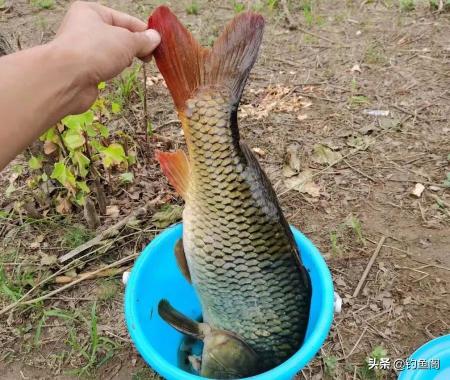釣魚鉤價格大全（野釣窩料哪家強）