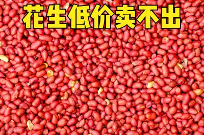 全国花生米价格走势（花生价格大跌）