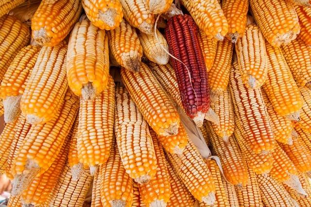 金玉米最新價格（玉米價格）