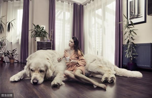 巴哥犬价格多少钱一只（5种常见狗狗最新的标准价格）