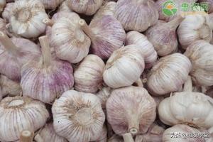 大蒜价格情（2021年大蒜价格多少钱一斤）