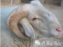 羊胚胎维e软胶囊价格（羊角膜炎发病的最多）