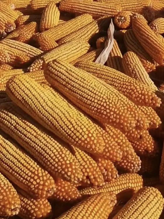 陕科6号玉米种价格（又到一年选种季）