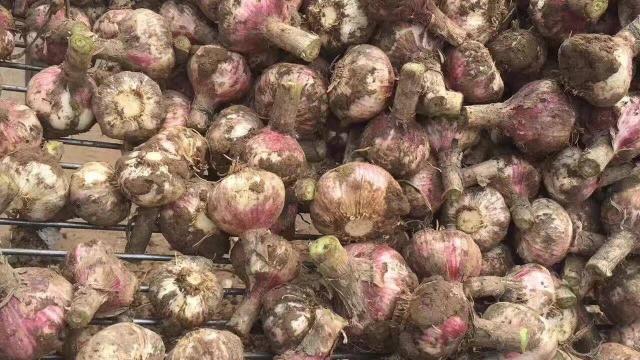 杞昙大蒜最新价格（杞县大蒜价格偏硬）