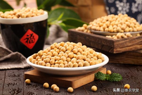 大豆今年价格（现在大豆价格多少钱一斤）