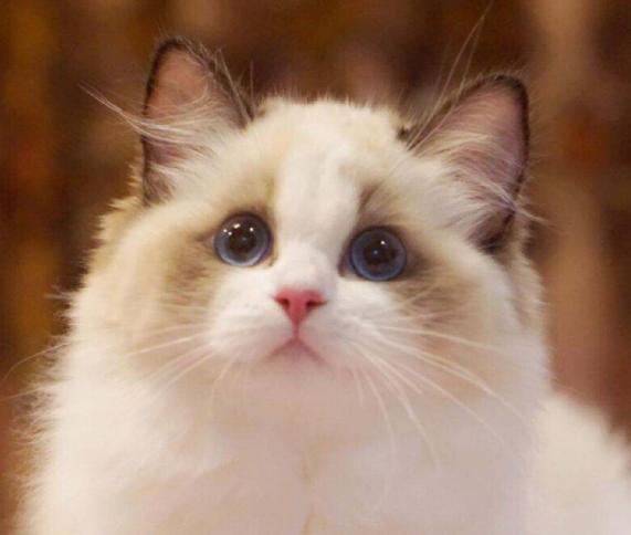 蓝双布偶猫多少钱一只（这5个关于）