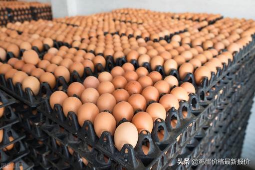 锦州鸡蛋价格今日价（2022年5月24日鸡蛋价格最新报价行情）