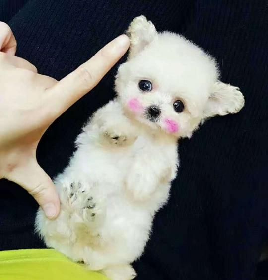 茶杯比熊犬多少钱一只（畸形的）