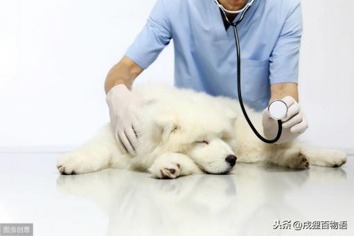幼犬做个体检要多少钱（例行公事）
